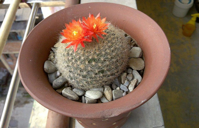 黄雪光的养殖办法和注意些什么