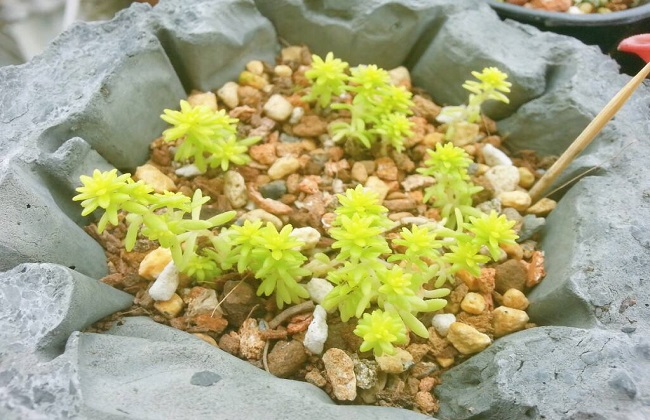 黄金万年草蔫了解决办法