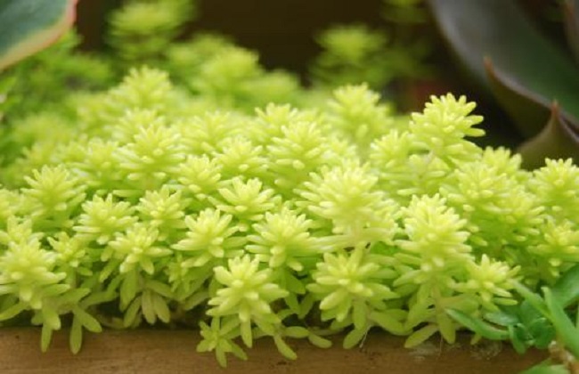 黄金万年草蔫了解决办法