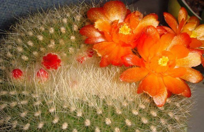 黄雪光的养殖办法和注意些什么