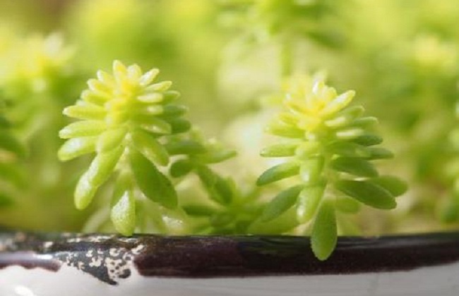 黄金万年草蔫了解决办法