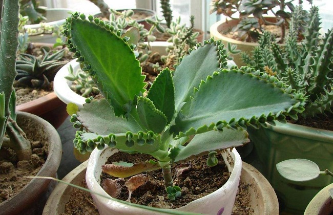 落地生根叶子发黄解决办法