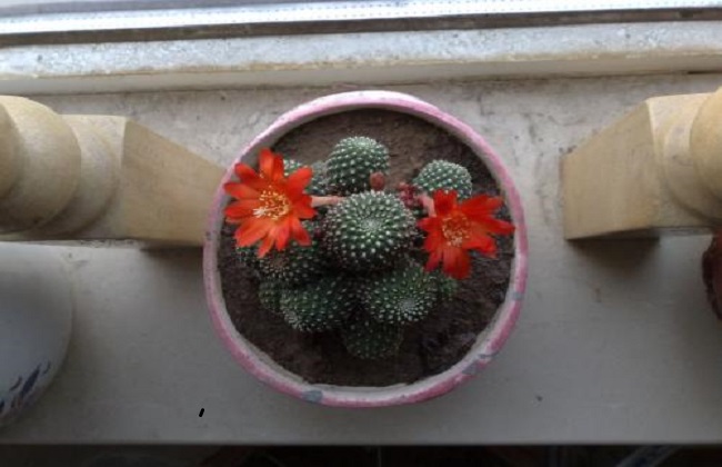 子孙球的养殖办法