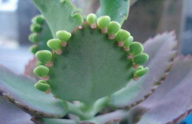 落地生根叶子发黄解决办法