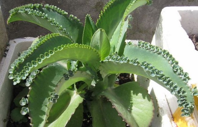 落地生根叶子发黄解决办法