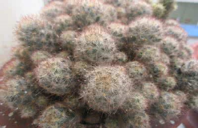 子孙球的养殖办法