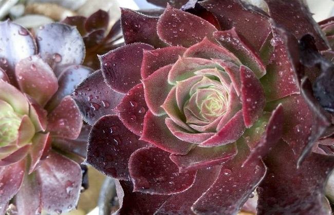 紫羊绒越冬养护办法