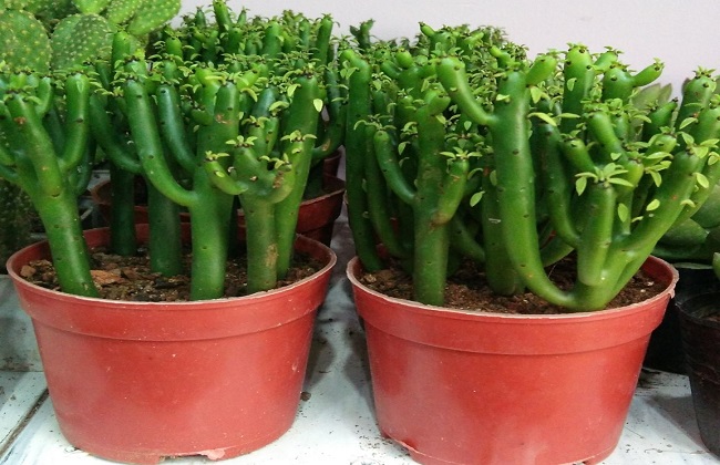 姬珊瑚的养殖办法和注意些什么