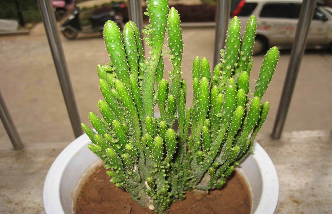 姬珊瑚的养殖办法和注意些什么