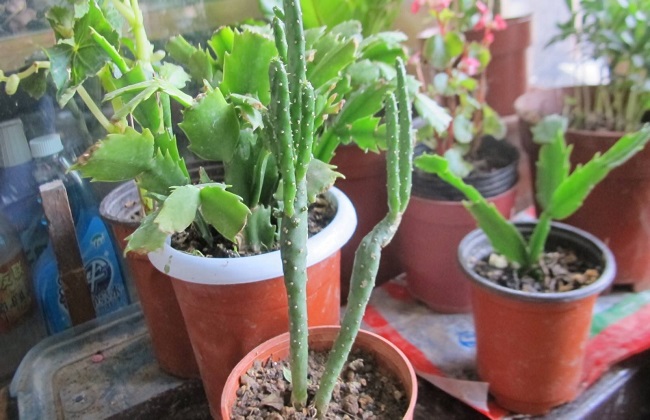 姬珊瑚的养殖办法和注意些什么