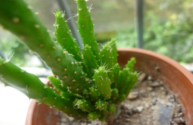 姬珊瑚的养殖办法和注意些什么