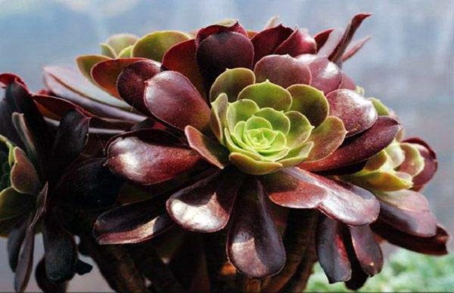 紫羊绒越冬养护办法