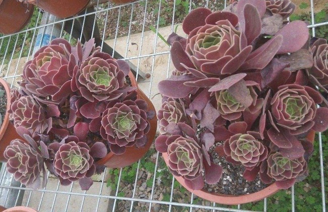 紫羊绒越冬养护办法