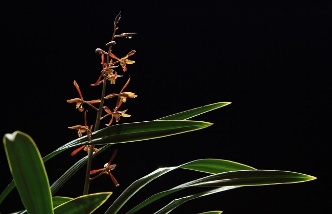 墨兰叶子发黄解决办法