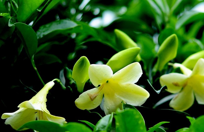 非洲茉莉掉叶子解决办法