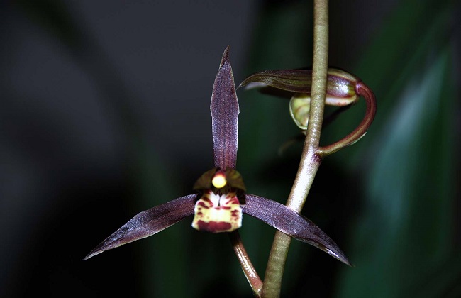 墨兰叶子发黄解决办法