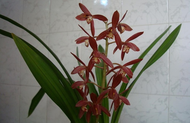 墨兰叶子发黄解决办法