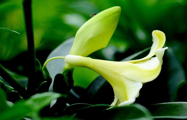 非洲茉莉掉叶子解决办法