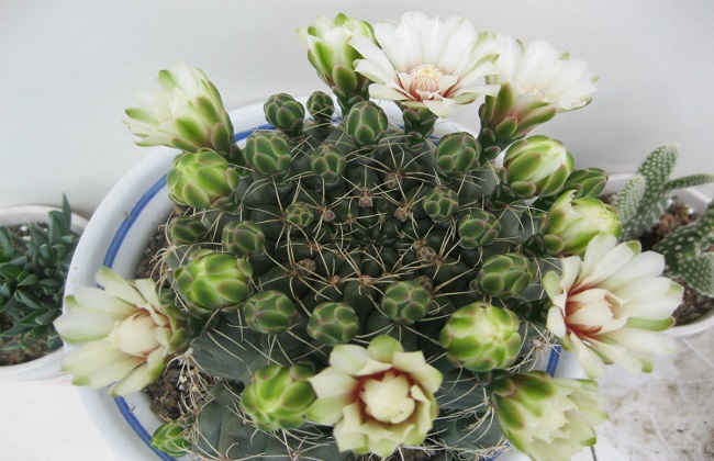 绯花玉的养殖办法和注意些什么