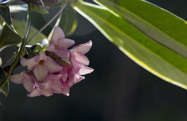 金边瑞香冬天怎么养