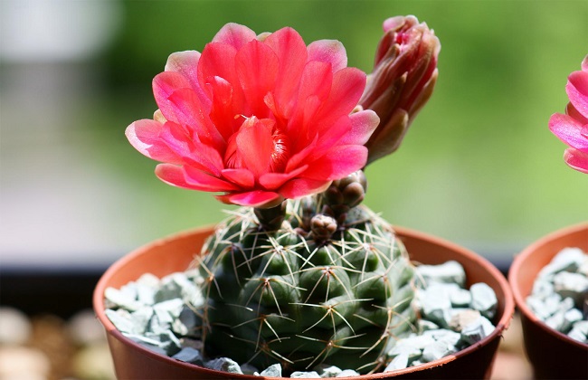 绯花玉的养殖办法和注意些什么