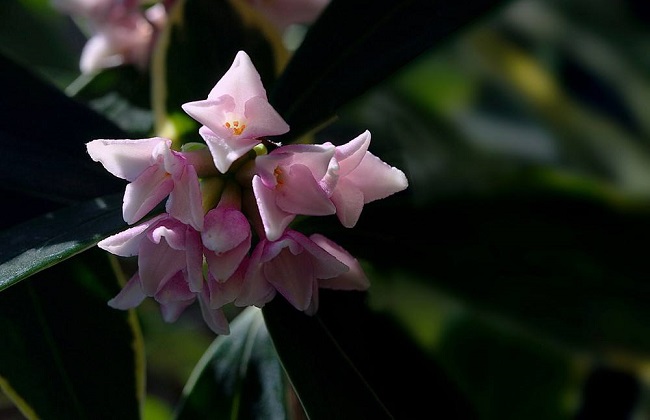 金边瑞香冬天怎么养