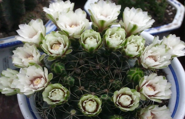 绯花玉的养殖办法和注意些什么