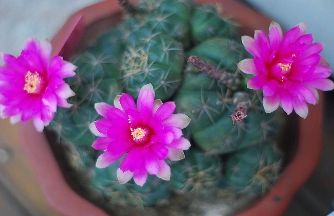 绯花玉的养殖办法和注意些什么