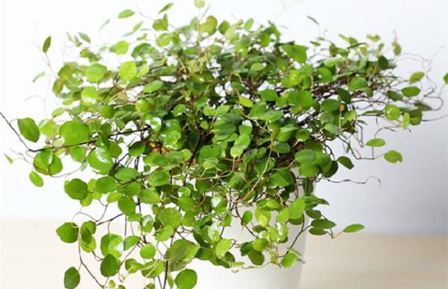 千叶吊兰叶片发黄落叶解决办法