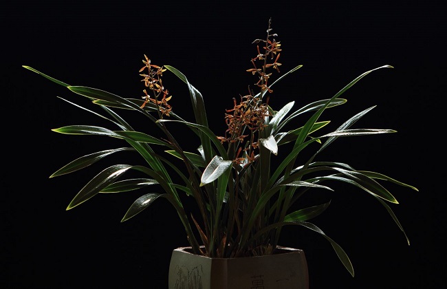 墨兰的养殖办法