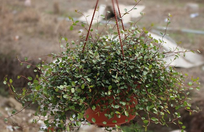 千叶吊兰叶片发黄落叶解决办法