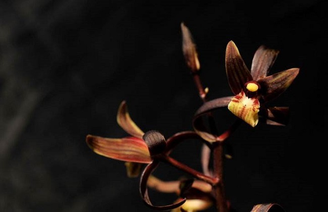 墨兰的养殖办法