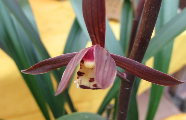 墨兰的养殖办法