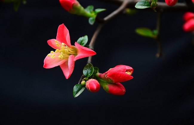 海棠花叶子发黄什么问题