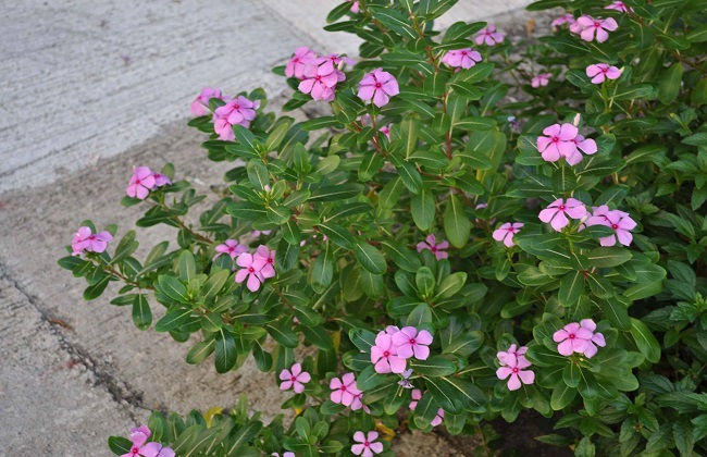 长春花叶子发黄解决办法