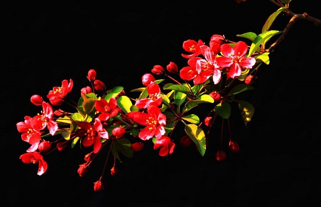 海棠花叶子发黄什么问题