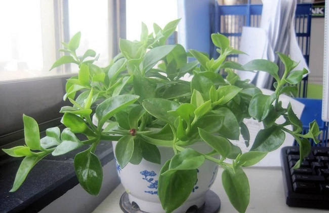 办公室植物叶子发黄解决办法
