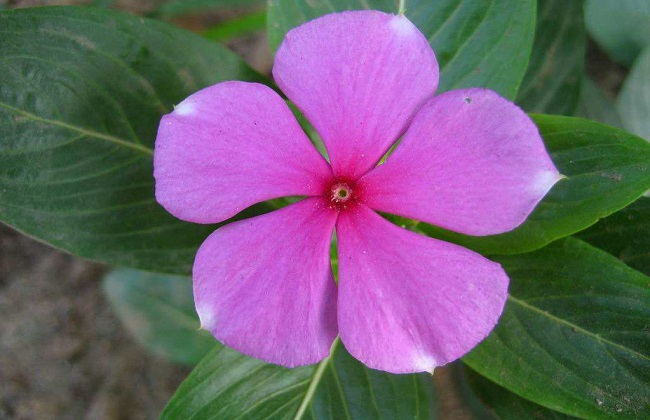 长春花叶子发黄解决办法