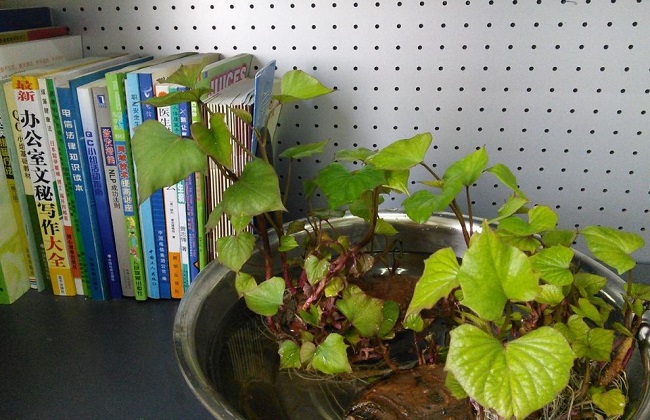 办公室植物叶子发黄解决办法