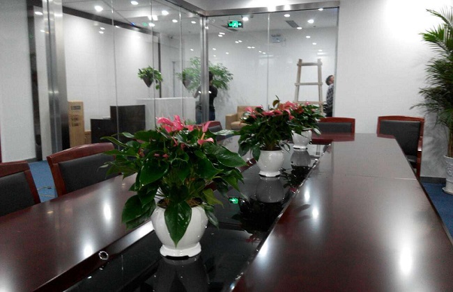 办公室植物叶子发黄解决办法