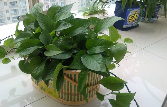 冬天绿萝叶子发黄是什么问题