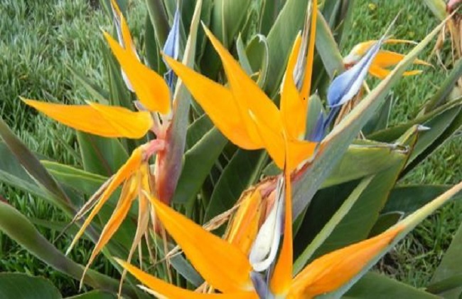 鹤望兰的养殖办法和注意些什么