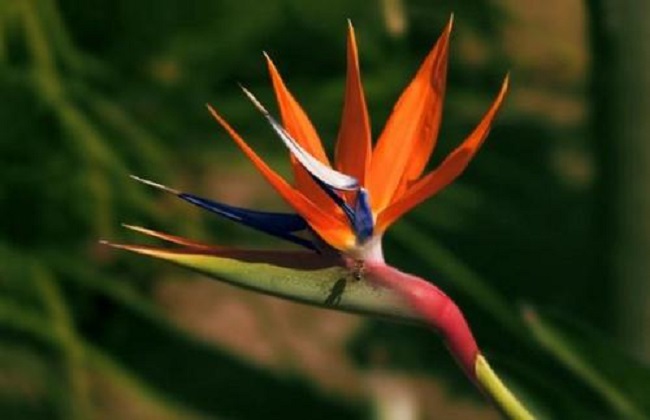 鹤望兰的养殖办法和注意些什么