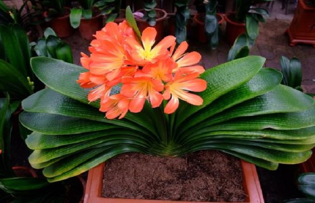 君子兰浇水的办法