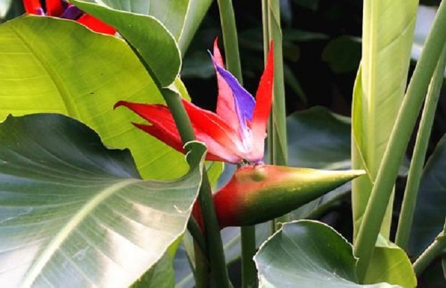 鹤望兰的养殖办法和注意些什么