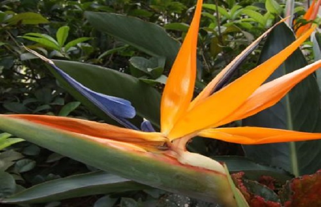 鹤望兰的养殖办法和注意些什么