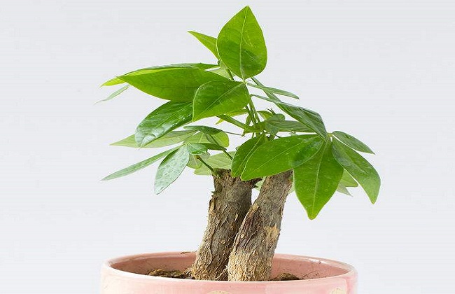 发财树叶子下垂解决办法