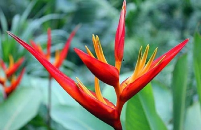 鹤望兰的养殖办法和注意些什么