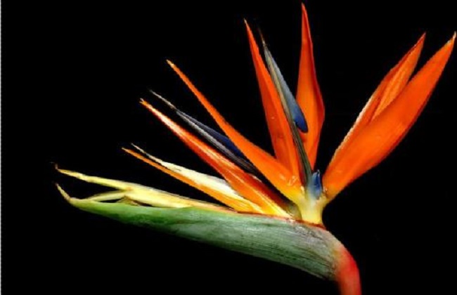 鹤望兰的养殖办法和注意些什么