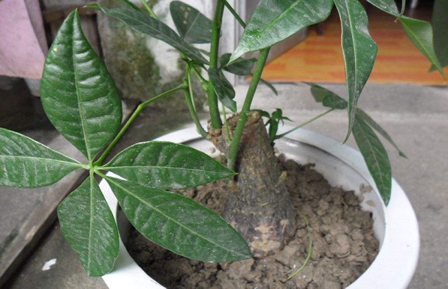 发财树叶子下垂解决办法